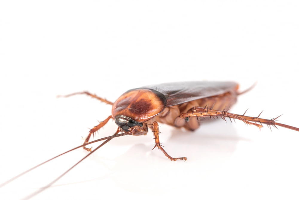 Does Spray Foam Insulation Keep Bugs Out