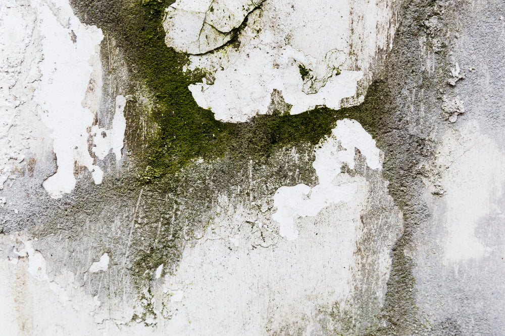 Can Mold Grow on Spray Foam Insulation