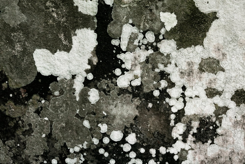 Can Black Mold Grow on Concrete